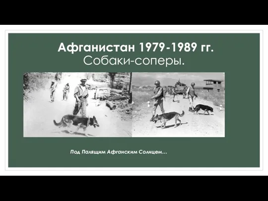 Под Палящим Афганским Солнцем… Афганистан 1979-1989 гг. Собаки-соперы.