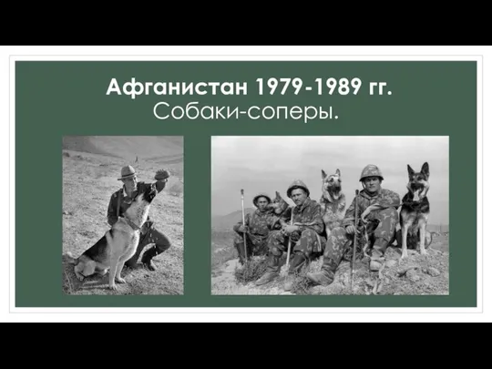 Афганистан 1979-1989 гг. Собаки-соперы.