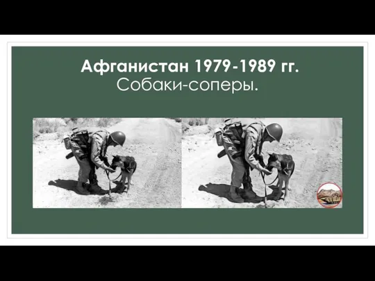 Афганистан 1979-1989 гг. Собаки-соперы.