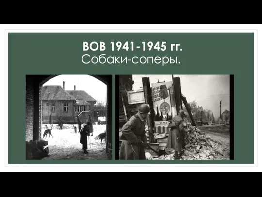 ВОВ 1941-1945 гг. Собаки-соперы.