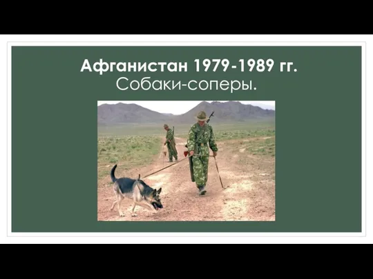 Афганистан 1979-1989 гг. Собаки-соперы.