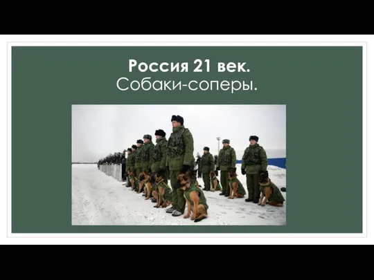 Россия 21 век. Собаки-соперы.