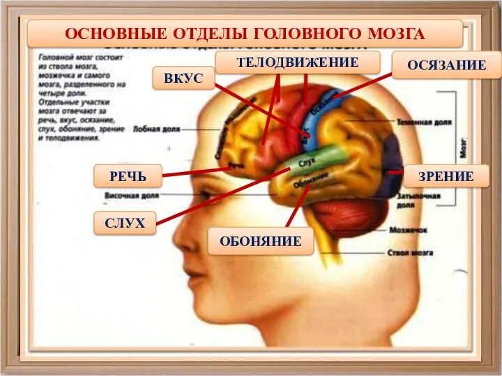 ОСНОВНЫЕ ОТДЕЛЫ ГОЛОВНОГО МОЗГА РЕЧЬ СЛУХ ОБОНЯНИЕ ЗРЕНИЕ ОСЯЗАНИЕ ВКУС ТЕЛОДВИЖЕНИЕ