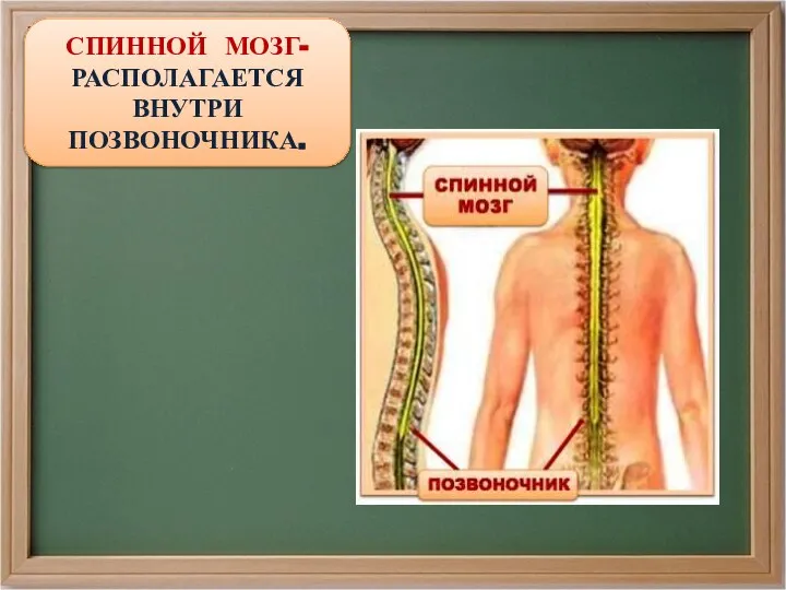 СПИННОЙ МОЗГ- РАСПОЛАГАЕТСЯ ВНУТРИ ПОЗВОНОЧНИКА.