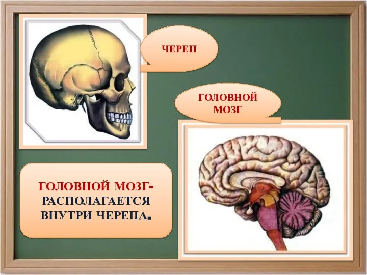 ГОЛОВНОЙ МОЗГ- РАСПОЛАГАЕТСЯ ВНУТРИ ЧЕРЕПА. ЧЕРЕП ГОЛОВНОЙ МОЗГ