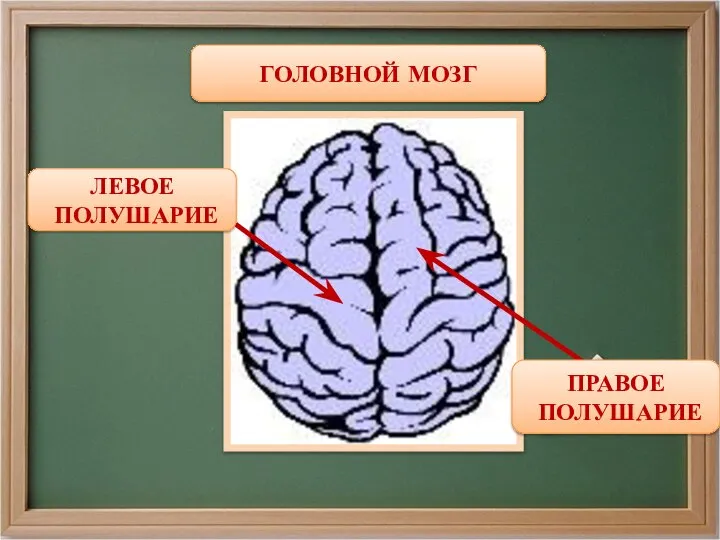 ГОЛОВНОЙ МОЗГ ЛЕВОЕ ПОЛУШАРИЕ ПРАВОЕ ПОЛУШАРИЕ