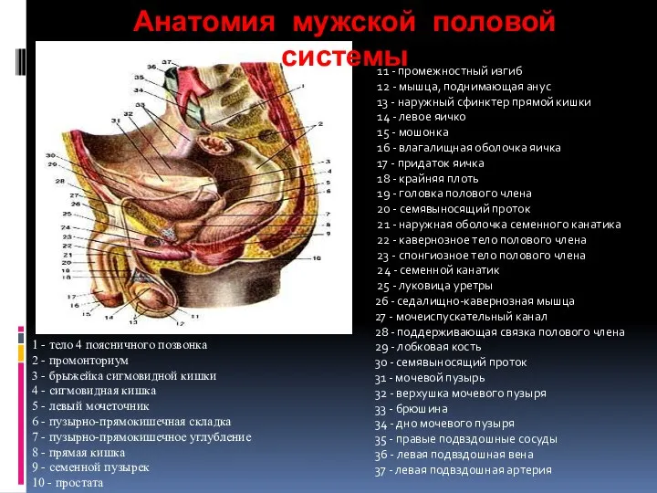 Анатомия мужской половой системы 1 - тело 4 поясничного позвонка 2
