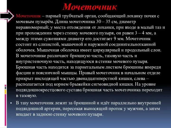 Мочеточник Мочеточник – парный трубчатый орган, сообщающий лоханку почки с мочевым