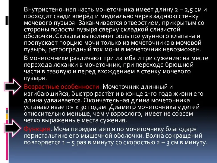 Внутристеночная часть мочеточника имеет длину 2 – 2,5 см и проходит