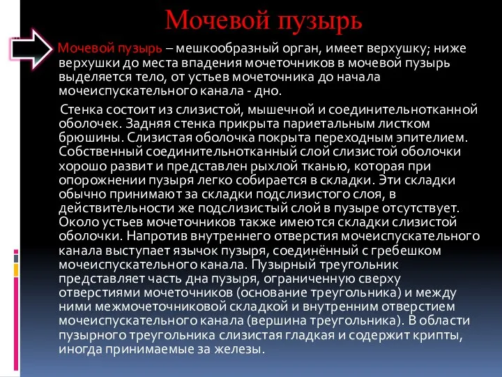 Мочевой пузырь Мочевой пузырь – мешкообразный орган, имеет верхушку; ниже верхушки