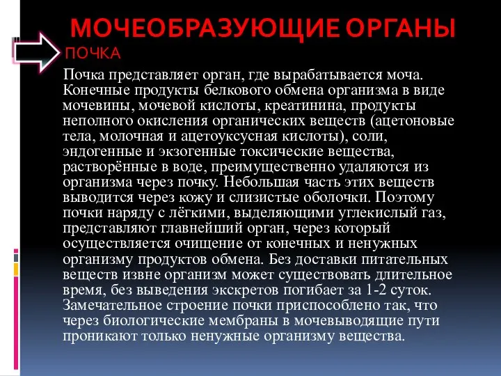 МОЧЕОБРАЗУЮЩИЕ ОРГАНЫ ПОЧКА Почка представляет орган, где вырабатывается моча. Конечные продукты