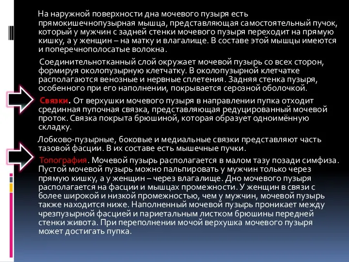 На наружной поверхности дна мочевого пузыря есть прямокишечнопузырная мышца, представляющая самостоятельный