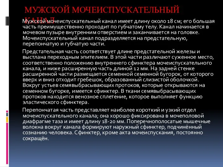 МУЖСКОЙ МОЧЕИСПУСКАТЕЛЬНЫЙ КАНАЛ Мужской мочеиспускательный канал имеет длину около 18 см;