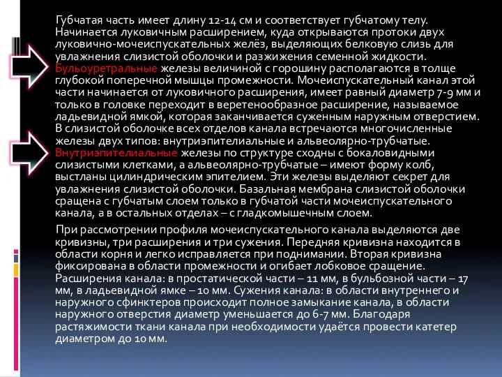 Губчатая часть имеет длину 12-14 см и соответствует губчатому телу. Начинается