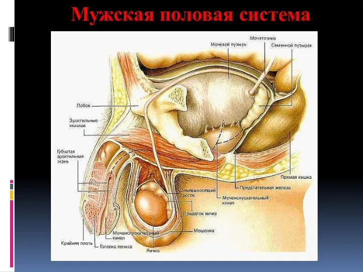 Мужская половая система