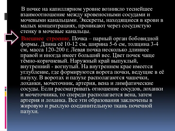 В почке на капиллярном уровне возникло теснейшее взаимоотношение между кровеносными сосудами