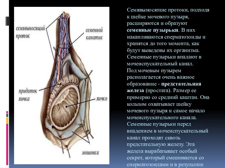 Семявыносящие протоки, подходя к шейке мочевого пузыря, расширяются и образуют семенные