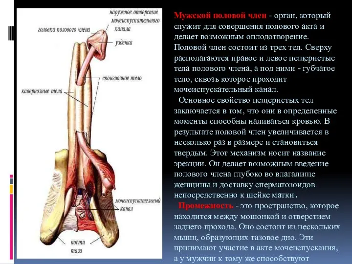 Мужской половой член - орган, который служит для совершения полового акта