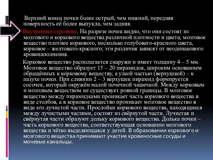 Верхний конец почки более острый, чем нижний, передняя поверхность её более