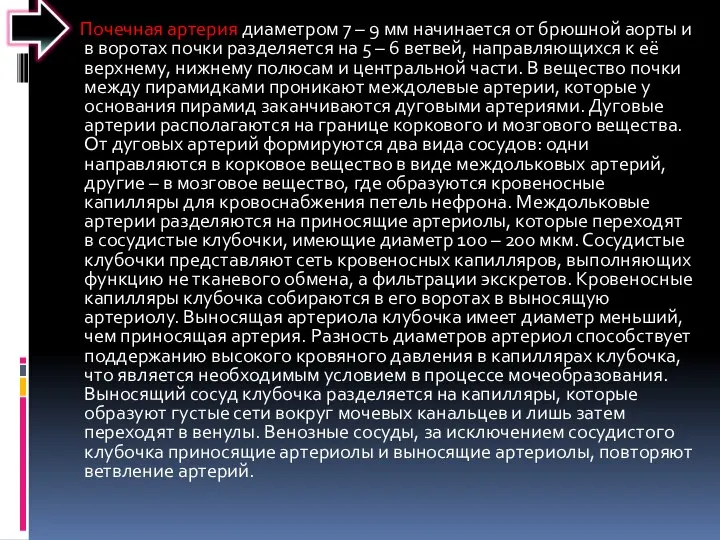 Почечная артерия диаметром 7 – 9 мм начинается от брюшной аорты