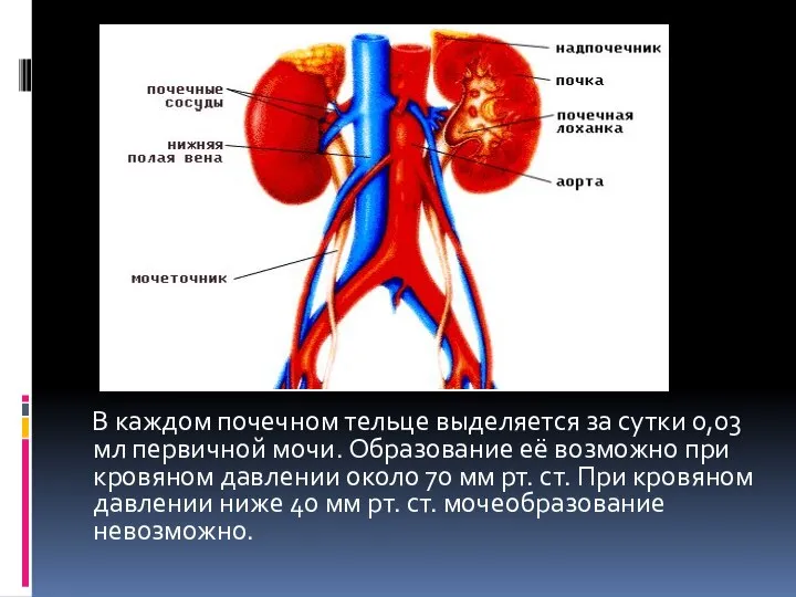 В каждом почечном тельце выделяется за сутки 0,03 мл первичной мочи.