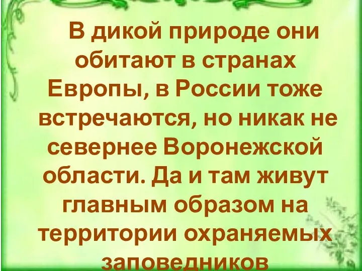 В дикой природе они обитают в странах Европы, в России тоже