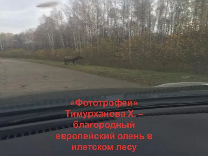 «Фототрофей» Тимурханова Х. – благородный европейский олень в илетском лесу