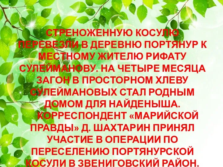 СТРЕНОЖЕННУЮ КОСУЛЮ ПЕРЕВЕЗЛИ В ДЕРЕВНЮ ПОРТЯНУР К МЕСТНОМУ ЖИТЕЛЮ РИФАТУ СУЛЕЙМАНОВУ.