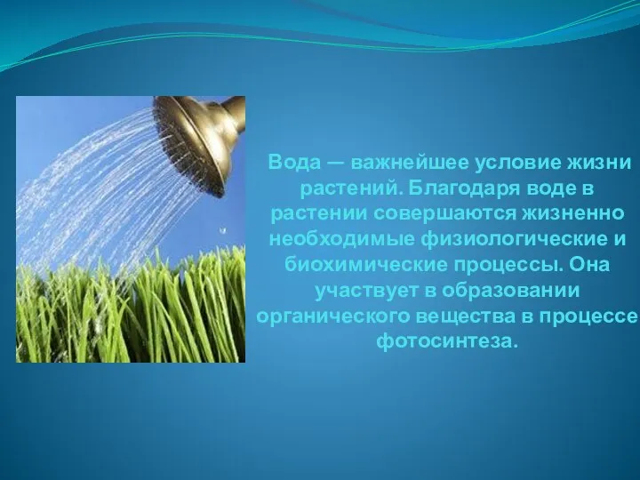 Вода — важнейшее условие жизни растений. Благодаря воде в растении совершаются