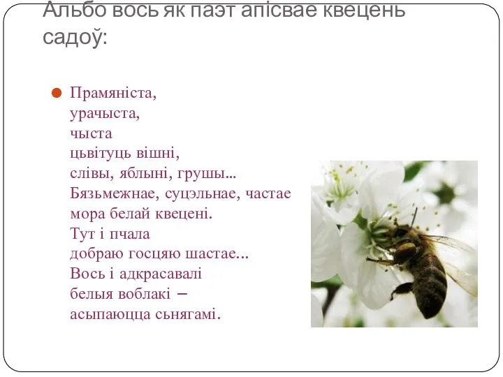 Альбо вось як паэт апісвае квецень садоў: Прамяніста, урачыста, чыста цьвітуць