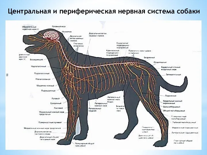 Центральная и периферическая нервная система собаки