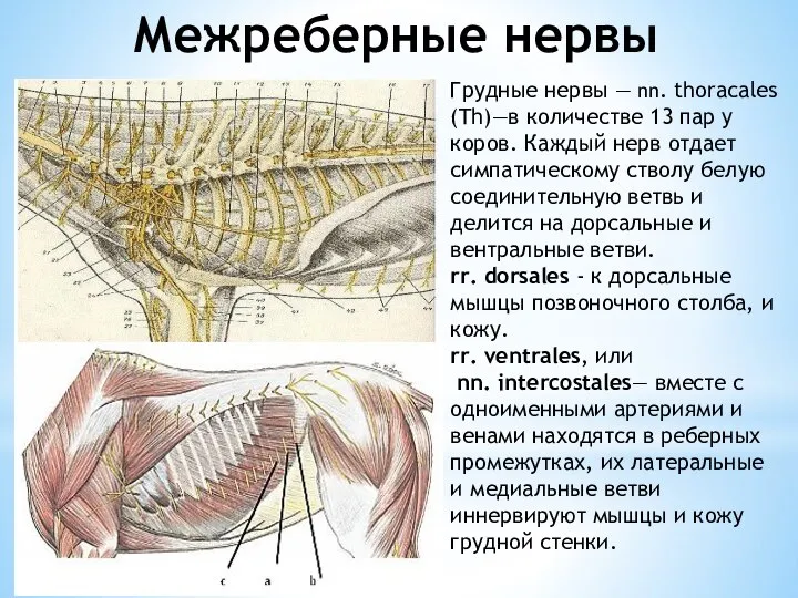 Межреберные нервы Грудные нервы — nn. thoracales (Th)—в количестве 13 пар