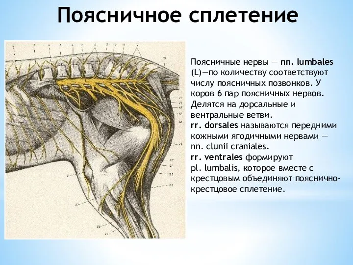 Поясничное сплетение Поясничные нервы — пп. lumbales (L)—по количеству соответствуют числу