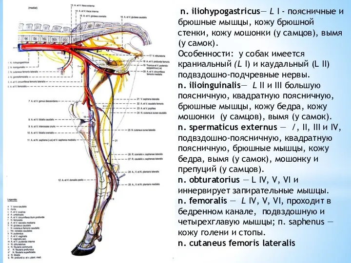 n. iliohypogastricus— L I - поясничные и брюшные мышцы, кожу брюшной