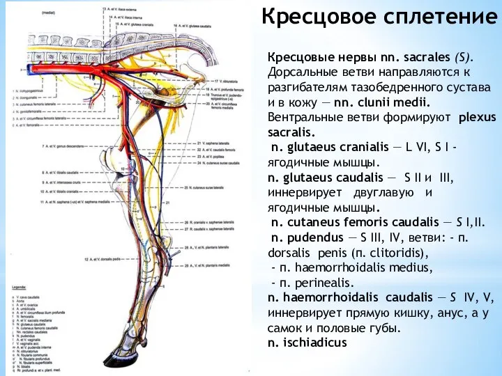 Кресцовое сплетение Кресцовые нервы nn. sacrales (S). Дорсальные ветви направляются к