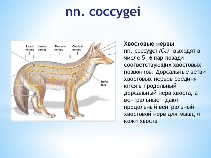 nn. coccygei Хвостовые нервы — nn. coccygei (Сс)—выходят в числе 5—6