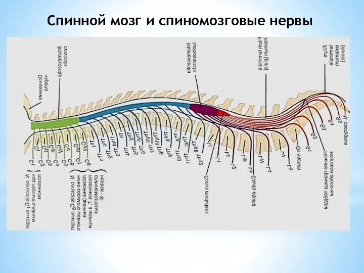 Спинной мозг и спиномозговые нервы