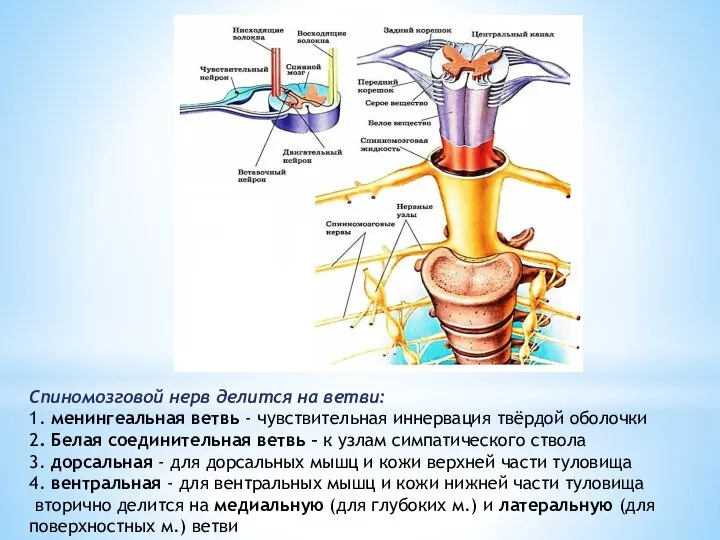 Спиномозговой нерв делится на ветви: 1. менингеальная ветвь - чувствительная иннервация