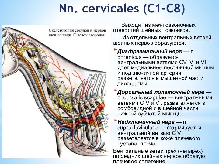 Nn. cervicales (C1-C8) Выходят из межпозвоночных отверстий шейных позвонков. Из отдельных