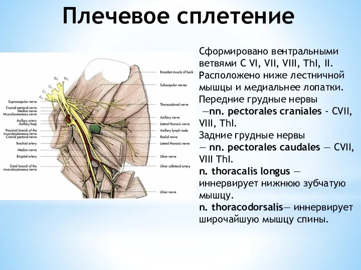 Плечевое сплетение Сформировано вентральными ветвями С VI, VII, VIII, ThI, II.