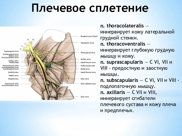 Плечевое сплетение п. thoracolateralis — иннервирует кожу латеральной грудной стенки. п.