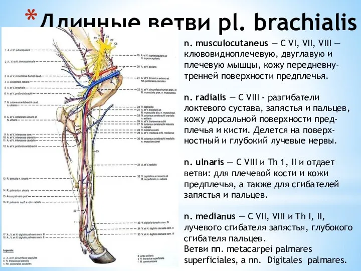 Длинные ветви pl. brachialis n. musculocutaneus — С VI, VII, VIII