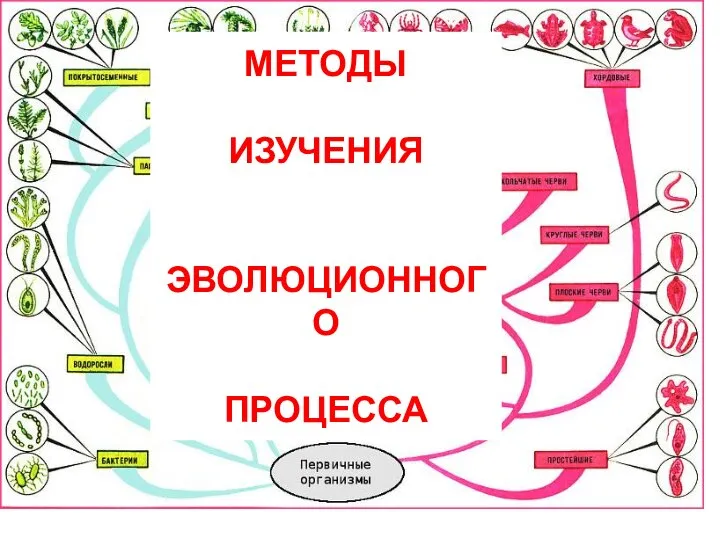 МЕТОДЫ ИЗУЧЕНИЯ ЭВОЛЮЦИОННОГО ПРОЦЕССА