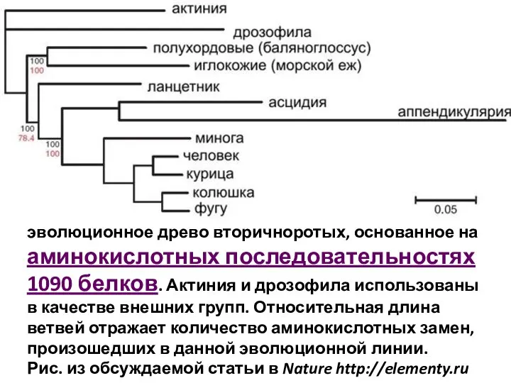 эволюционное древо вторичноротых, основанное на аминокислотных последовательностях 1090 белков. Актиния и