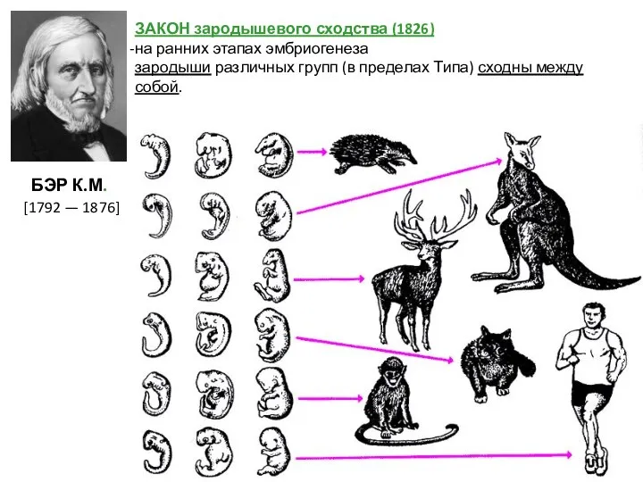 БЭР К.М. [1792 — 1876] ЗАКОН зародышевого сходства (1826) на ранних