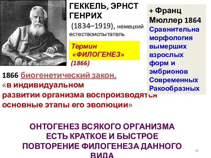 ГЕККЕЛЬ, ЭРНСТ ГЕНРИХ (1834–1919), немецкий естествоиспытатель 1866 биогенетический закон, «в индивидуальном