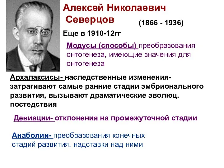 (1866 - 1936) Алексей Николаевич Северцов Модусы (способы) преобразования онтогенеза, имеющие