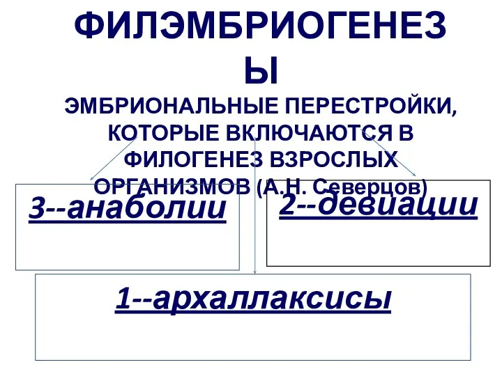 ФИЛЭМБРИОГЕНЕЗЫ ЭМБРИОНАЛЬНЫЕ ПЕРЕСТРОЙКИ, КОТОРЫЕ ВКЛЮЧАЮТСЯ В ФИЛОГЕНЕЗ ВЗРОСЛЫХ ОРГАНИЗМОВ (А.Н. Северцов) 2--девиации 3--анаболии 1--архаллаксисы