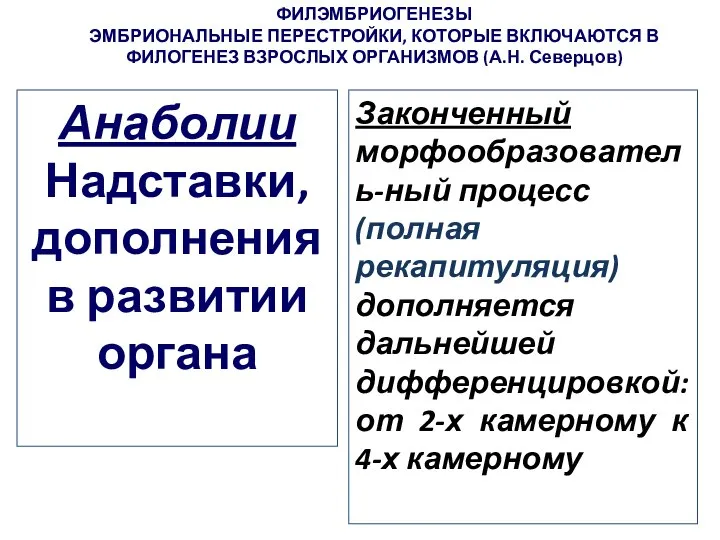 ФИЛЭМБРИОГЕНЕЗЫ ЭМБРИОНАЛЬНЫЕ ПЕРЕСТРОЙКИ, КОТОРЫЕ ВКЛЮЧАЮТСЯ В ФИЛОГЕНЕЗ ВЗРОСЛЫХ ОРГАНИЗМОВ (А.Н. Северцов)