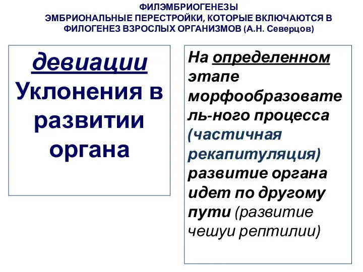 ФИЛЭМБРИОГЕНЕЗЫ ЭМБРИОНАЛЬНЫЕ ПЕРЕСТРОЙКИ, КОТОРЫЕ ВКЛЮЧАЮТСЯ В ФИЛОГЕНЕЗ ВЗРОСЛЫХ ОРГАНИЗМОВ (А.Н. Северцов)